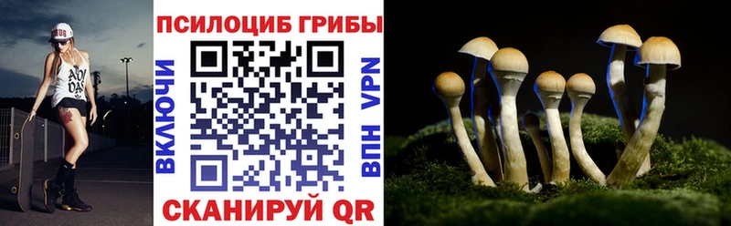 дарнет шоп  Дмитриев  Псилоцибиновые грибы Psilocybine cubensis 